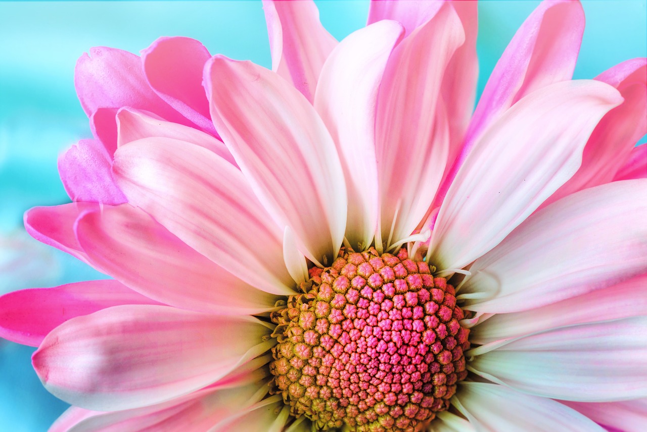 flower, flower wallpaper, nature